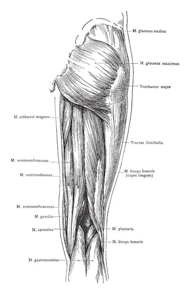 Questa Illustrazione Rappresenta Vista Posteriore Dei Muscoli Superficiali Della Coscia — Vettoriale Stock