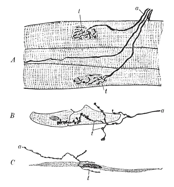 Cette Illustration Représente Motor Nerve Endings Dessin Ligne Vintage Illustration — Image vectorielle