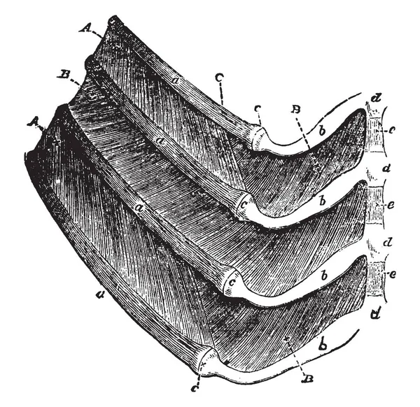 Delar Fyra Revben Hund Med Musklerna Mellan Dem Vintage Linje — Stock vektor