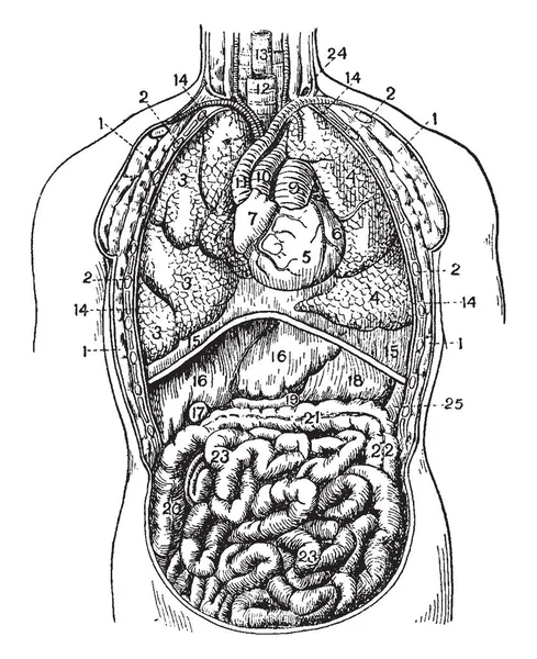 Gaine Thoracique Ouvrant Dans Veine Sous Clavière Gauche Dessin Ligne — Image vectorielle