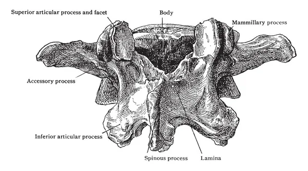 Questa Illustrazione Rappresenta Terza Vertebra Lombare Dietro Lato Disegno Linea — Vettoriale Stock