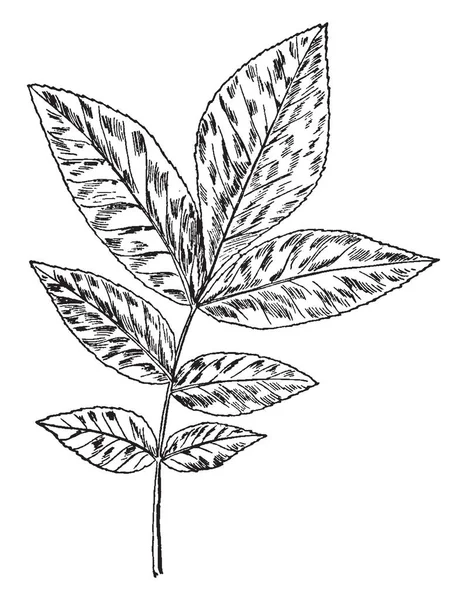 Una Imagen Muestra Fireweed También Conocida Como Erechtites Hieracifolia Pertenece — Vector de stock