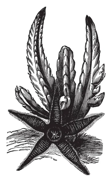 Billede Starfish Cactus Blomsterne Store Prangende Stjernefisk Formet Denne Planteart – Stock-vektor