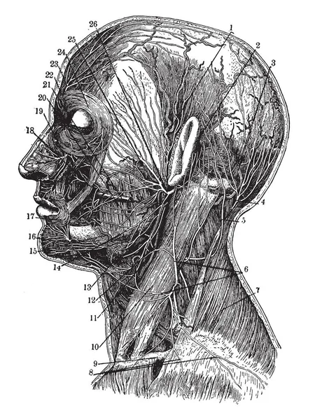 这个插图代表动脉和神经 复古线画或雕刻插图 — 图库矢量图片