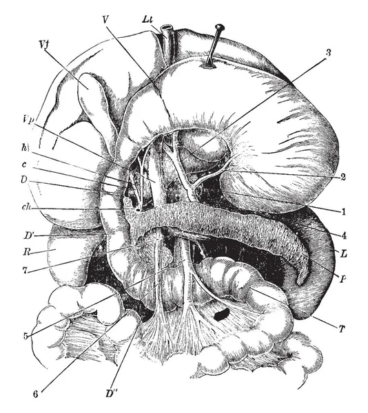 Este Diagrama Representa Los Órganos Digestivos Dibujo Líneas Vintage Ilustración — Archivo Imágenes Vectoriales