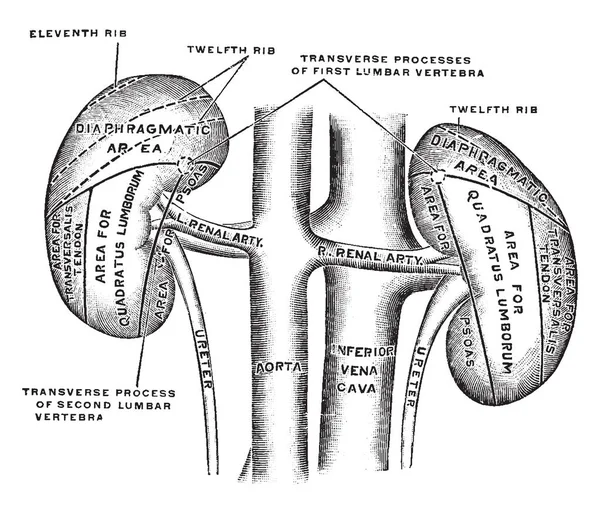 Esta Ilustración Representa Superficie Posterior Los Riñones Dibujo Líneas Vintage — Archivo Imágenes Vectoriales