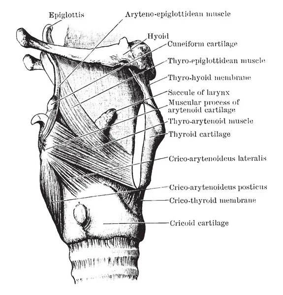 Questa Illustrazione Rappresenta Larynx Muscle Disegno Linea Vintage Incisione Illustrazione — Vettoriale Stock