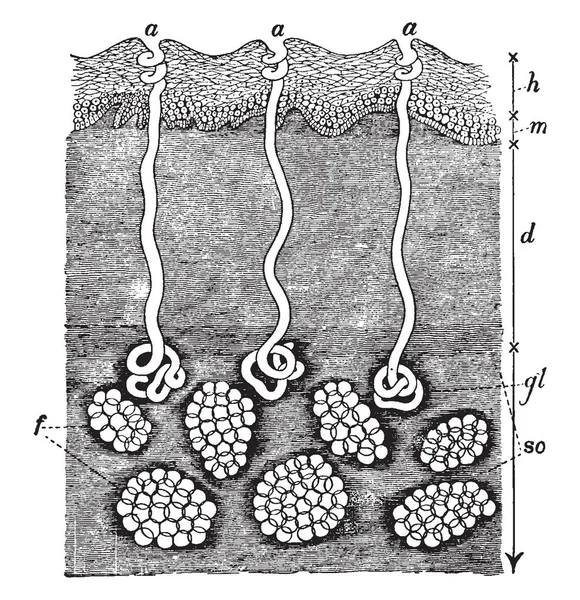 Questa Illustrazione Rappresenta Sezione Della Pelle Del Tessuto Areolare Sottocutaneo — Vettoriale Stock