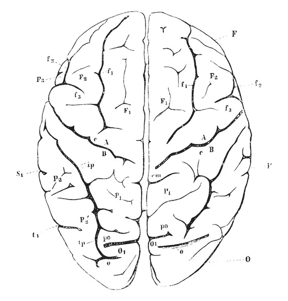 Lóbulo Frontal Lobo Parietal Desenho Linha Vintage Ilustração Gravura — Vetor de Stock