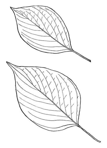 Immagine Mostra Leaf Sundew Plant Anche Chiamato Drosera Rotundifolia Foglie — Vettoriale Stock
