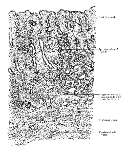 Este Diagrama Representa Membrana Mucosa Uterina Dibujo Línea Vintage Ilustración — Archivo Imágenes Vectoriales