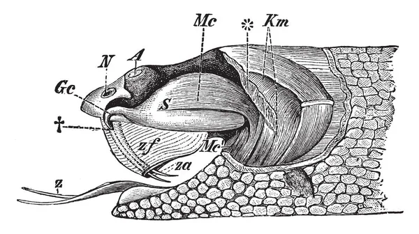 Rattlesnake Poison Apparatus Uma Saliva Altamente Modificada Contendo Zootoxinas Que — Vetor de Stock