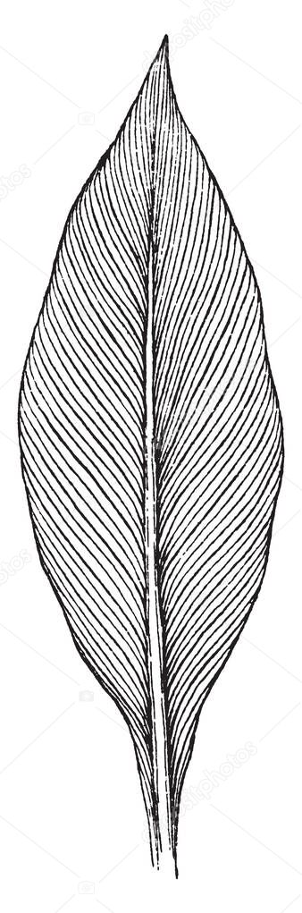 An image of Canna leaf. The leaves are large & parallel veining, vintage line drawing or engraving illustration.