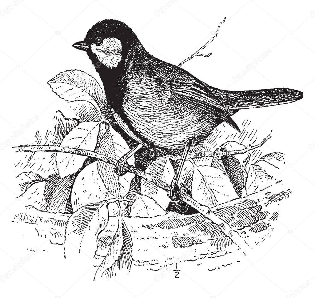 Kohlmeise is a passerine bird in the tit family Paridae, vintage line drawing or engraving illustration.