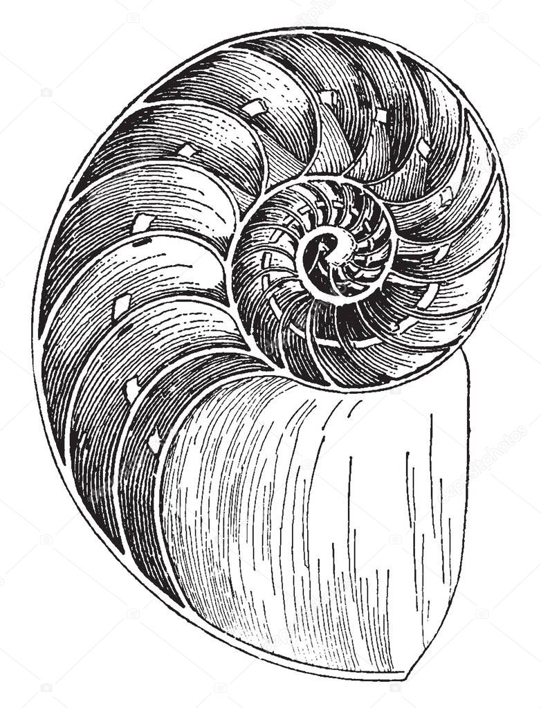 Nautilus Shell is a pelagic marine mollusc of the cephalopod family Nautilidae, vintage line drawing or engraving illustration.