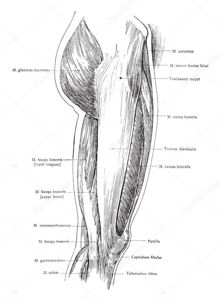 This illustration represents Lateral View of the Superficial Muscles of the Thigh, vintage line drawing or engraving illustration.
