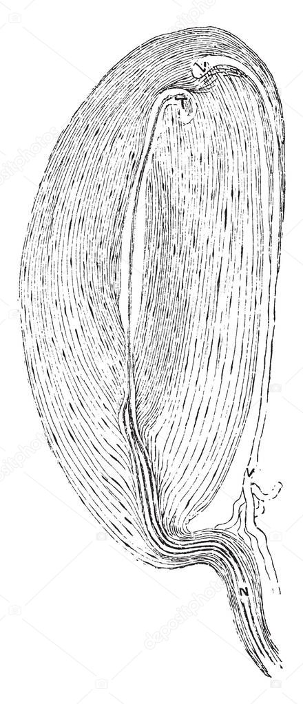 The Pacinian bodies or corpuscles are elongated oval bodies situated on some of the cerebrospinal and sympathetic nerves, vintage line drawing or engraving illustration.