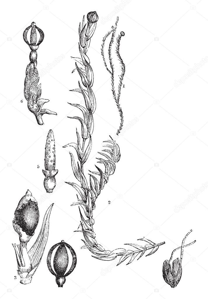 This image shows the andrea nivalis, 2. the same much magnified; 3. spore-case with the torn calyptra; 4. spore-case after the discharge of the spores; 5. columella with a few spores adhering, vintage line drawing or engraving illustration.