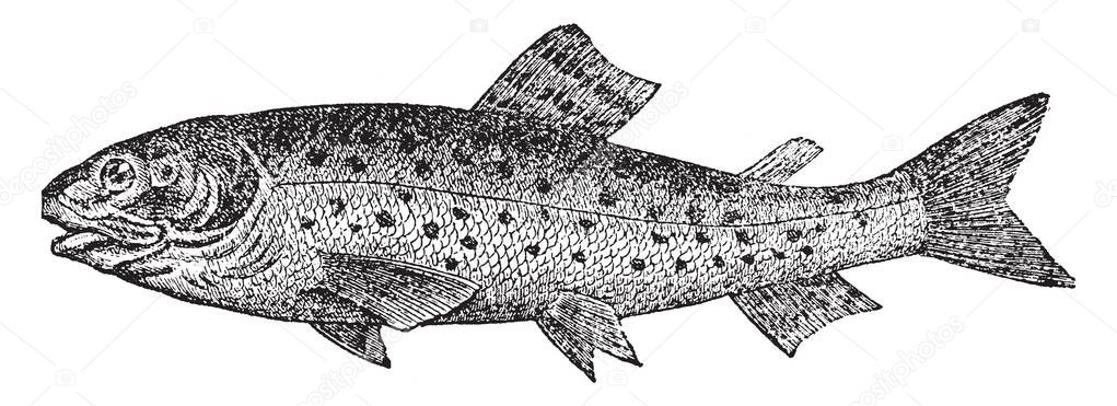 Brook Trout is a species of fish in the salmon family, vintage line drawing or engraving illustration.