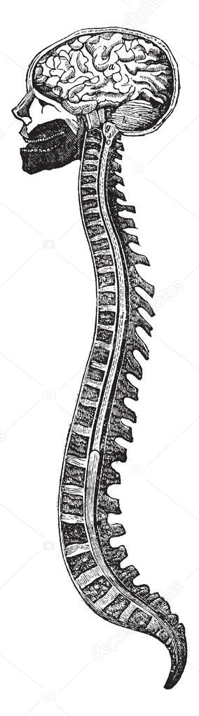The brain and spine, vintage line drawing or engraving illustration.