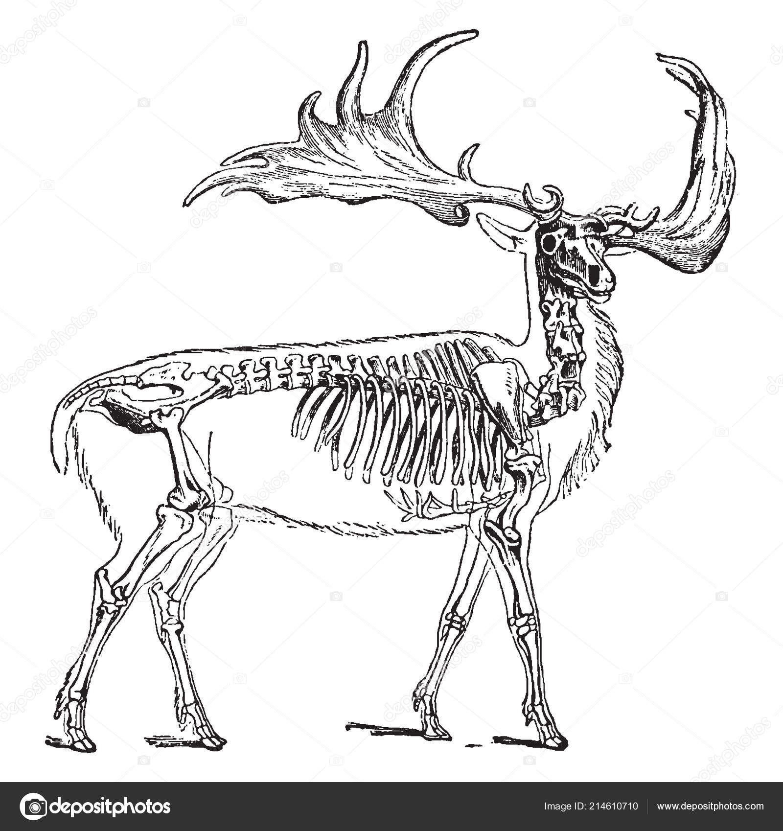 Irish Elk Also Called Giant Deer Irish Giant Deer Extinct Stock Vector