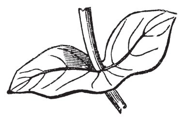 Bitki üzerindeki yaprağın vektör çizimi