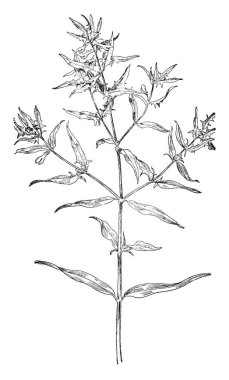 Genellikle böcek ömrünün, vintage çizim aşamasında besleme veya illüstrasyon oyma esastır böceği larvası.