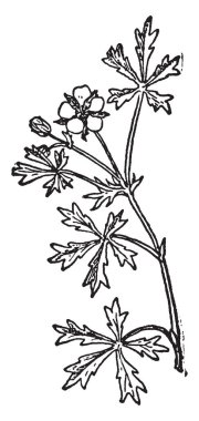 Mısır nane (Mentha arvensis) nane aile Ballıbabagiller vahşi bir bitkidir. Bir çok yıllık otsu bitkidir, basit, geniş, Kıllı yaprakları ve bir kaba tırtıklı kenar boşluğuna, vintage satır çizim veya gravür illüstrasyon.