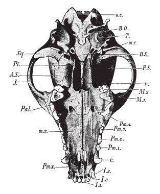 Alt köpeğin kafatası oksipital düzgün, vintage çizgi çizme veya oyma illüstrasyon yüzeydir.