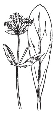 Ürün çok yoğun, bu alt bölümündeki büyür ve üst tarafına yayılır, üst tarafı tahıl bir yeri vardır ve hareket ettirildiğinde, vintage çizgi çizme veya oyma illüstrasyon.