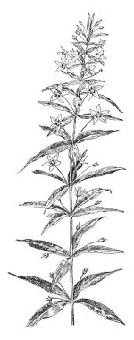 Bu Loosestrife çiçek bir dalıdır. Dört lance şeklinde SAP-az yaprakları ile beş petaled sarı çiçekler, vintage çizgi çizme veya oyma illüstrasyon vardır.