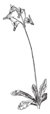 Bir resmi kayan yıldız bitki gösterir. Bu tür yaprak ve nerede yaprakları from birleştirme crown, vintage çizim için yükselen veya illüstrasyon oyma uzun boylu kaynaklanıyor üst kısmında üretilen başını sallayarak çiçek bazal kümeleri var.