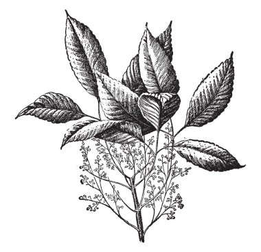 Bu kedi-kuyrukları görüntüsüdür. Onlar çoğunlukla büyük bataklıklar ve havuz kenarında bulunur. Düz bıçak ve yüksek 3-10 feet, vintage çizgi çizme veya oyma illüstrasyon yapraklar gibi.