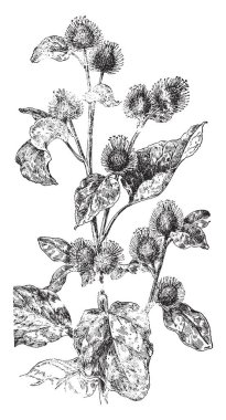 Bu bir görüntüdür iki bağlı her diğer, vintage çizgi çizme veya oyma illüstrasyon yapraklar.