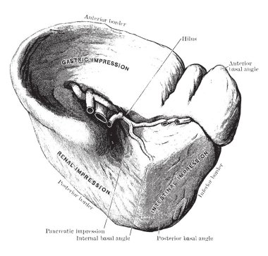 Bu resimde dalak, vintage çizgi çizme veya oyma illüstrasyon temsil eder..