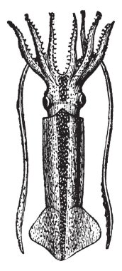 Loligo Gahi squids ve myopsid mürekkep, vintage çizgi çizme veya oyma illüstrasyon en iyi temsil eden ve yaygın olarak dağıtılmış gruplarından birini bir cinsidir.