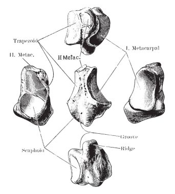 Bu resimde yamuk kemik, vintage çizgi çizme veya oyma illüstrasyon temsil eder..
