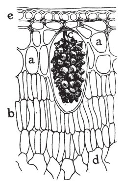 Streptopus çevresi bitkiler alternatif geniş temizlenmesini oval şekilli yaprakları ile sivri ipuçları ile zikzak şekli var. Çan şeklinde, vintage çizgi çizme veya oyma illüstrasyon çiçekler.