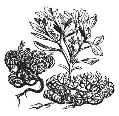 Anastatica hierochuntica or Jericho Rose growing in arid Arabia and Palestine, Actually native to western Asia and is the only species of the genus Anastatica of the mustard family (Brassicaceae), vintage line drawing or engraving illustration. clipart