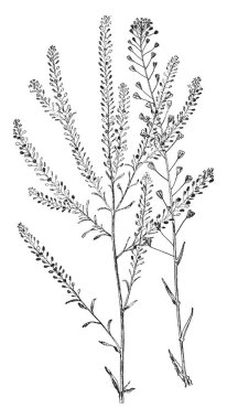 Çiçek, vintage çizgi çizim veya gravür illüstrasyon ile Bitki.