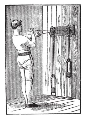 Bu resim gösteren xylem geliştirme diyagramı. Büyüme xylem, vintage çizgi çizme veya oyma resimde gösterilen bu görüntü.