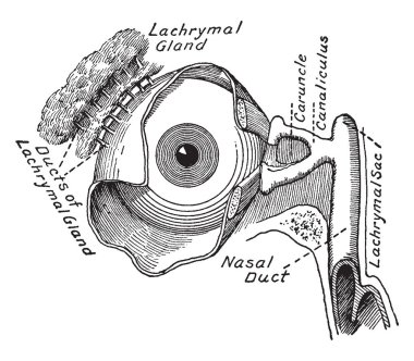 This illustration represents Lachrymal Apparatus of the Eye, vintage line drawing or engraving illustration. clipart
