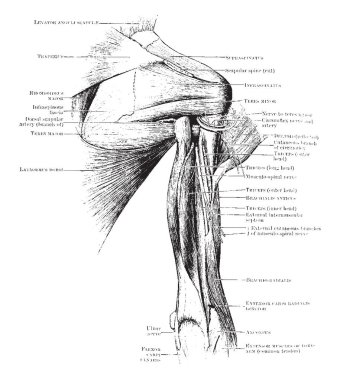 Bu resimde geri görünüm ve omuz kasları, vintage çizgi çizme veya oyma illüstrasyon temsil eder..