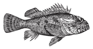 California Scorpionfish dorsal omurgalar, vintage çizgi çizme veya oyma illüstrasyon ve acı için adında bir rockfish olduğunu.