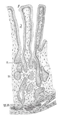 Bu resimde pilor bezi, vintage çizgi çizme veya oyma illüstrasyon temsil eder..