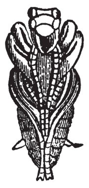 Bu resimde altında yan, Pupa, kaplan böceği, vintage çizgi çizme veya oyma illüstrasyon temsil eder..