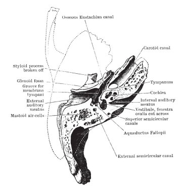 Bu resimde yatay bölüm, Temporal kemik, vintage çizgi çizme veya oyma illüstrasyon temsil eder..