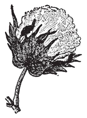 Bir sürü tropikal ve subtropikal alanlarda dünya çapında için öyle. Meksika, vintage çizgi çizme veya oyma resimde bulunan Vahşi pamuk türlerin en büyük çeşitli.