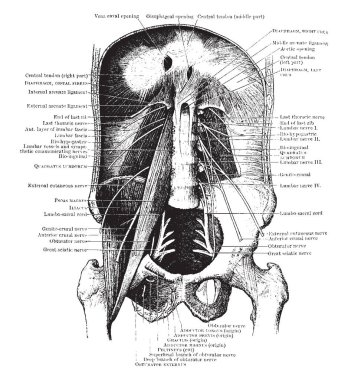 Bu resimde kasları karın duvarı, vintage çizgi çizme veya oyma illüstrasyon temsil eder..
