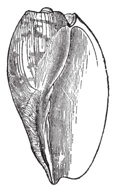 Voluta Cymbium canlı Sands yakınındaki kıyı, vintage çizgi çizme veya oyma illüstrasyon.
